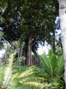 It's a Ficus!        